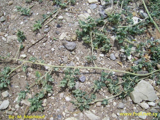 Chenopodium vulvaria L.